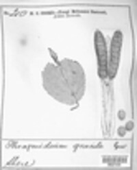 Phragmidium rubi-idaei image
